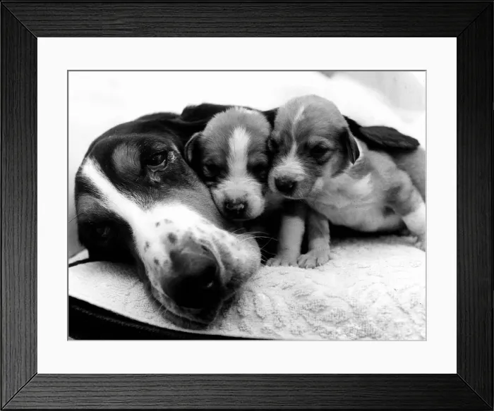 Framed Print : Animals Dog January 1978 Bassie the bassett has found a use for her long lobes Framed Print : Animals Dog January 1978 Bassie the bassett has found a use for her long lobes