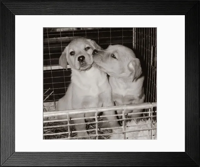 Framed Print : Two golden labrador puppies kissing in a pet shop in Tottenham Framed Print : Two golden labrador puppies kissing in a pet shop in Tottenham