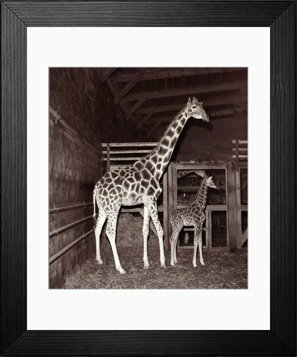 Framed Print : Giraffe and Baby Giraffe at Whipsnade Zoo November 1957 A©Mirrorpix Framed Print : Giraffe and Baby Giraffe at Whipsnade Zoo November 1957 A©Mirrorpix