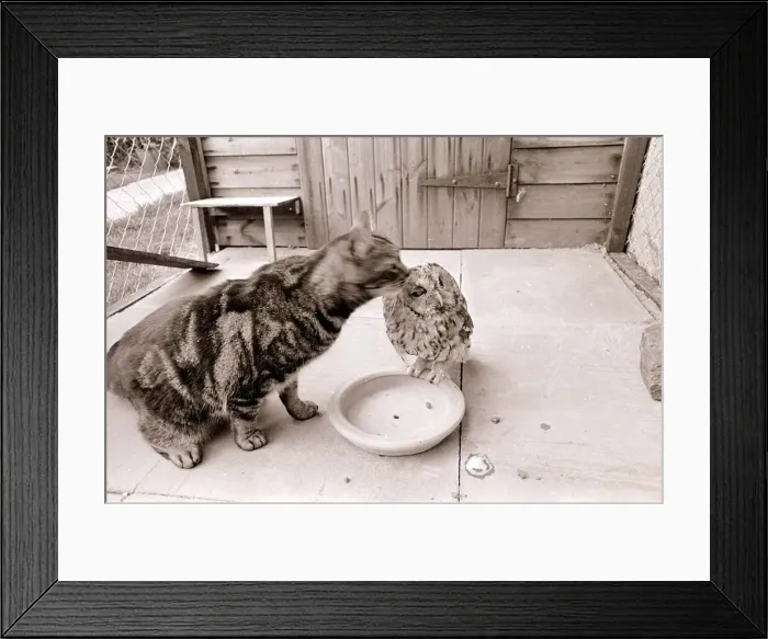 Framed Print : Tabby Cat kissing Owl March 1966 Framed Print : Tabby Cat kissing Owl March 1966