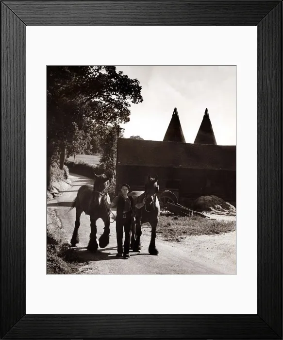 Framed Print : Pools Farm in Kent - July 1950 farmer Fred Selling leading his horses to Framed Print : Pools Farm in Kent - July 1950 farmer Fred Selling leading his horses to