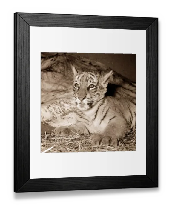 Framed Print : Tiger Cup ITV appearance. Tiger lying down, staring up June 1956 Framed Print : Tiger Cup ITV appearance. Tiger lying down, staring up June 1956