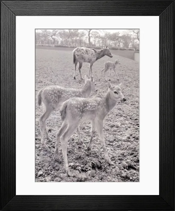 Framed Print : The Pere David Deer at Chester Zoo May 1966 A©Mirrorpix Framed Print : The Pere David Deer at Chester Zoo May 1966 A©Mirrorpix