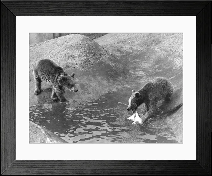 Framed Print : London Zoo Brown Bear A Bear plays with a toy boat in the water pool in his
