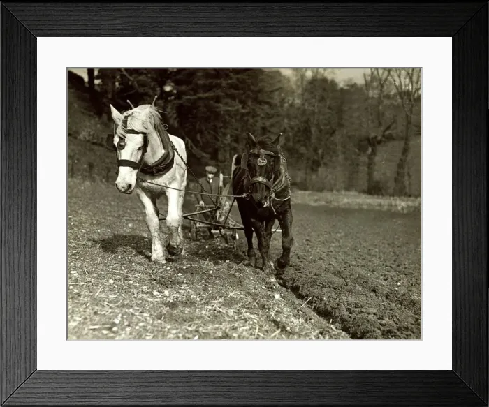 Framed Print : Farming - farmer ploughing his field with Horses circa 1935 Framed Print : Farming - farmer ploughing his field with Horses circa 1935