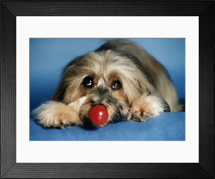 Framed Print : Animals Dogs Pippin circa 1980 Framed Print : Animals Dogs Pippin circa 1980