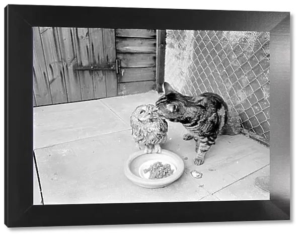 Tabby Cat kissing owl March 1966 A©Mirrorpix