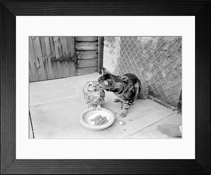 Framed Print : Tabby Cat kissing owl March 1966 A©Mirrorpix Framed Print : Tabby Cat kissing owl March 1966 A©Mirrorpix