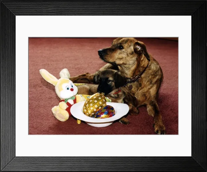Framed Print : Stamp the puppy was found in the post and is now thriving in his new home Framed Print : Stamp the puppy was found in the post and is now thriving in his new home