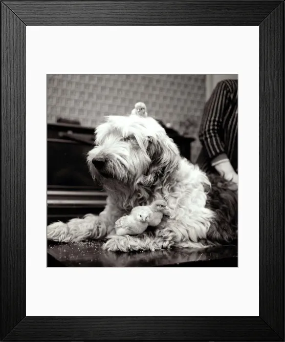 Framed Print : Sheepdog with chicks February 1960 A©Mirrorpix Framed Print : Sheepdog with chicks February 1960 A©Mirrorpix