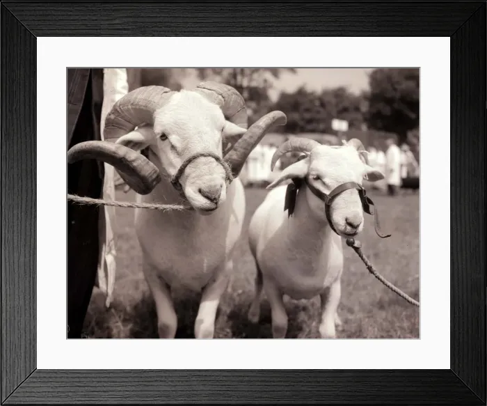Framed Print : Rams at the Royal Norfolk Show. Tied up with rope July 1955 A©Mirrorpix