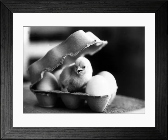 Framed Print : A New Born Chick in an Egg Carton - April 1969 Birth Framed Print : A New Born Chick in an Egg Carton - April 1969 Birth