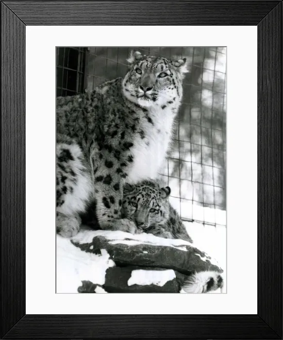 Framed Print : Snow leopards in the snow at Marwell zoo leopard and cub January 1982