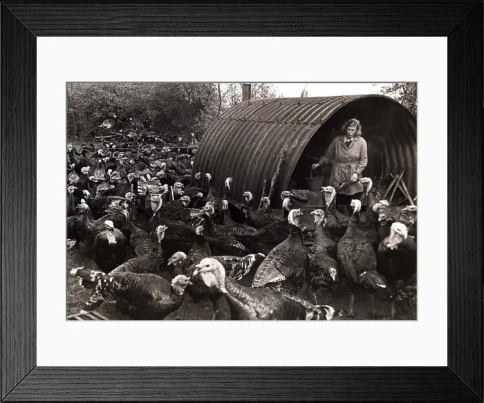 Framed Print : Turkeys being fattened for Christmas circa 1960 Framed Print : Turkeys being fattened for Christmas circa 1960