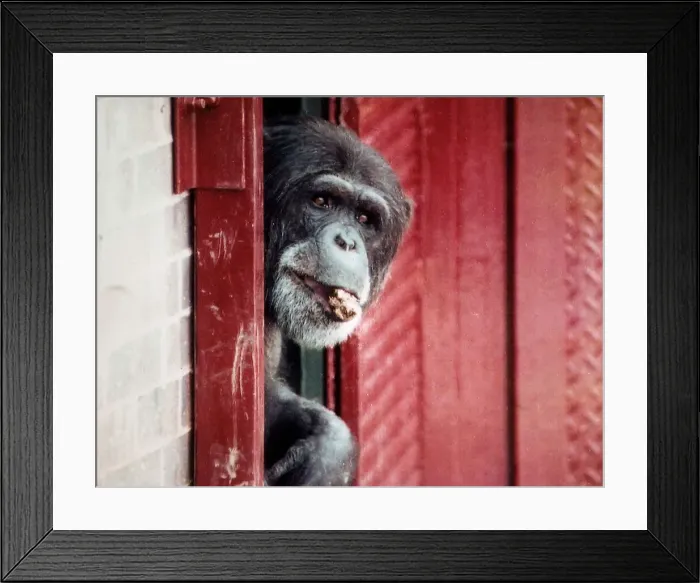 Framed Print : Animals Monkeys Chimpanzees Chimps A©Mirrorpix Framed Print : Animals Monkeys Chimpanzees Chimps A©Mirrorpix