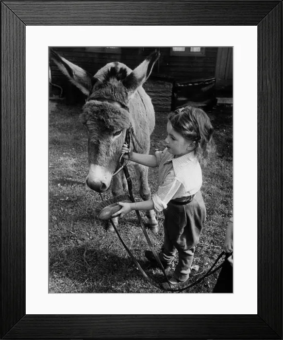 Framed Print : 3-year old Jose Hall look after her Donkey Jenny Framed Print : 3-year old Jose Hall look after her Donkey Jenny