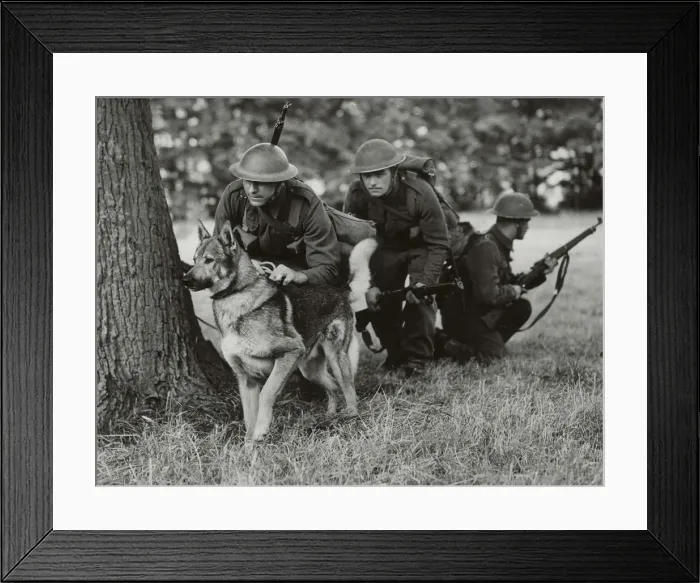 Framed Print : Rex the Alsatian Dog in training school to become a good soldier Framed Print : Rex the Alsatian Dog in training school to become a good soldier