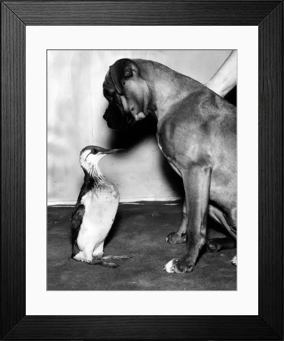 Framed Print : Animal Birds Guillemont December 1963 Gulley the Guillemont made friends with Tina Framed Print : Animal Birds Guillemont December 1963 Gulley the Guillemont made friends with Tina