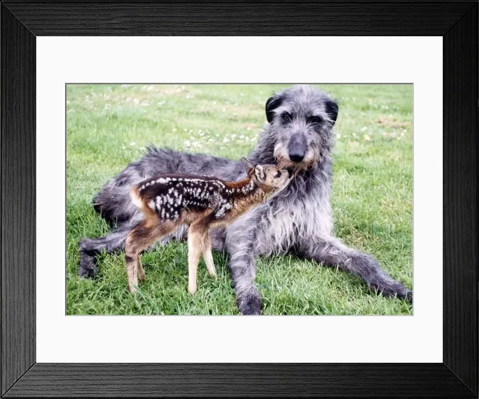 Framed Print : Shona the deerhound with Rory an orphaned roe deer July 1989 Framed Print : Shona the deerhound with Rory an orphaned roe deer July 1989
