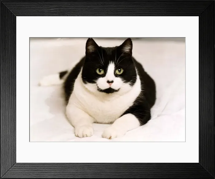 Framed Print : Animals Cat circa 1995 Framed Print : Animals Cat circa 1995