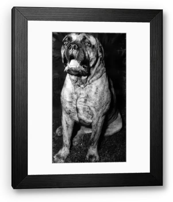 Framed Print : Bullmastiff Dog December 1953