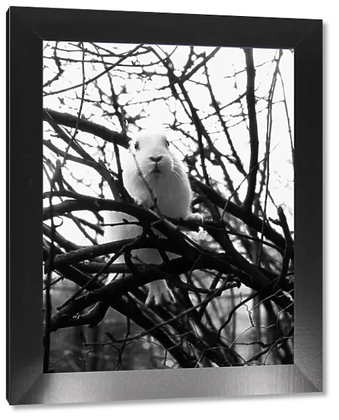Fluffy the Rabbit stuck up tree March 1980