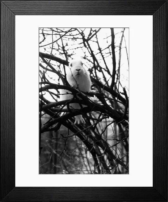 Framed Print : Fluffy the Rabbit stuck up tree March 1980