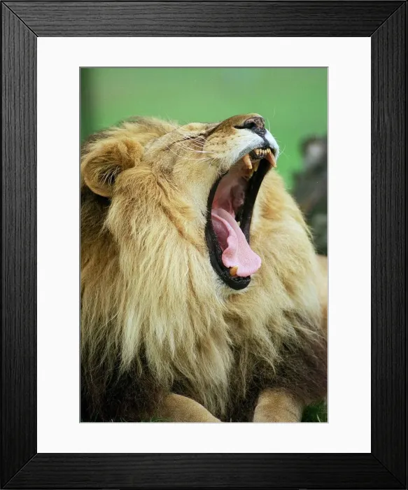 Framed Print : Born Free'rescued Lion in her new role as Ambassador for the International Framed Print : Born Free'rescued Lion in her new role as Ambassador for the International