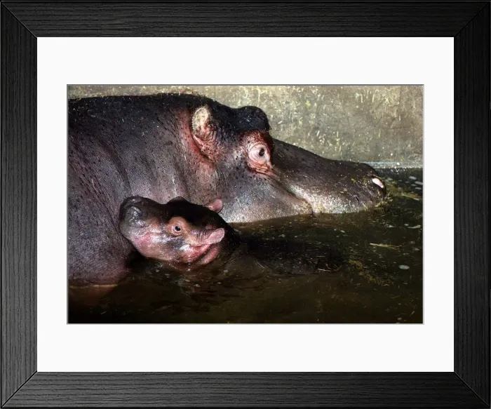 Framed Print : Animals Hippopotamus with baby at Chessington Zoo DBase Framed Print : Animals Hippopotamus with baby at Chessington Zoo DBase
