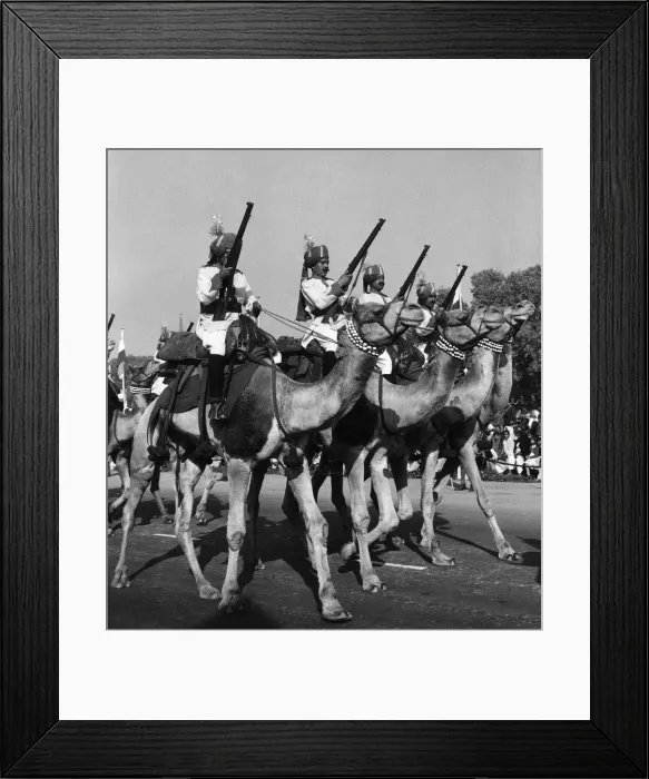 Framed Print : Animals at War Camels January 1961 A dress rehearsal in Dehli