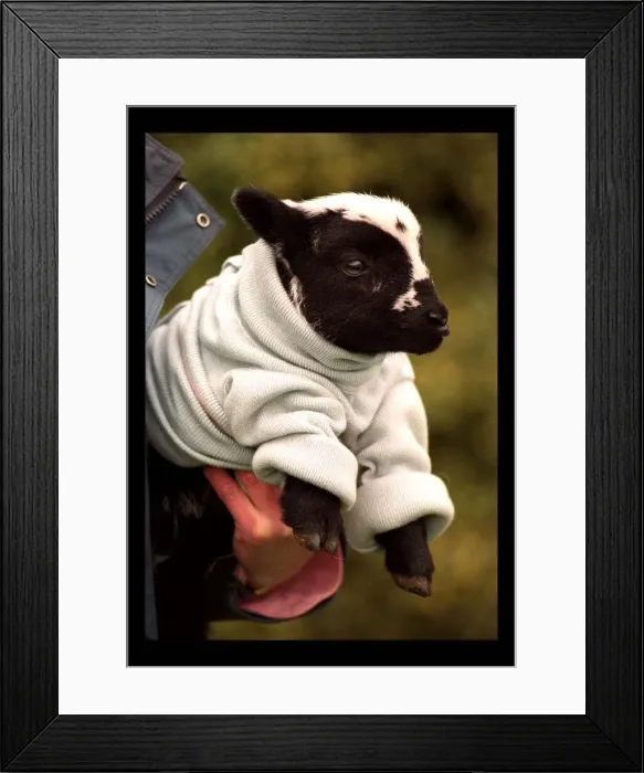 Framed Print : Newly born Lamb Naomi with the new woollen jumper March 1998 Framed Print : Newly born Lamb Naomi with the new woollen jumper March 1998