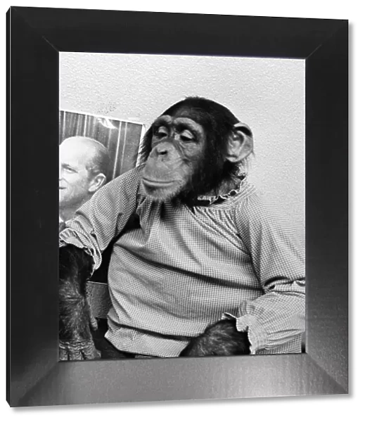 Monty the Chimpanzee at Dudley Zoo November 1971