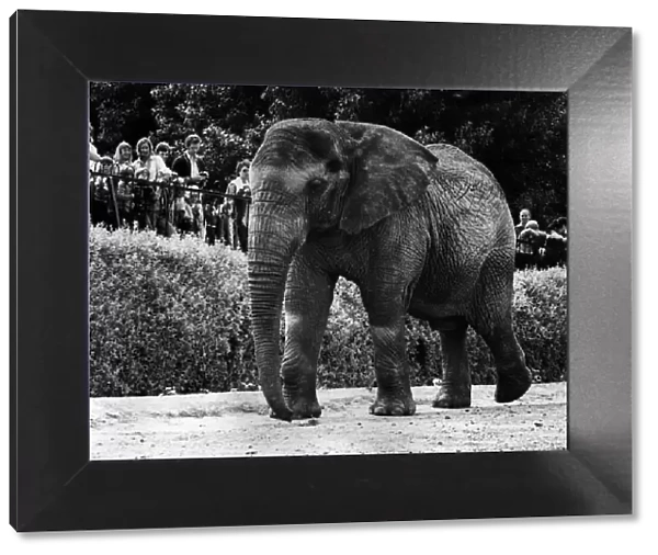Animals - Elephant Jumbolina at Chester Zoo July 1978