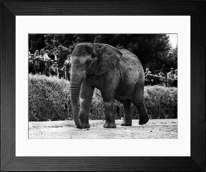 Framed Print : Animals - Elephant Jumbolina at Chester Zoo July 1978 Framed Print : Animals - Elephant Jumbolina at Chester Zoo July 1978