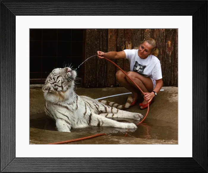 Framed Print : Animals Tigers May 1989 Framed Print : Animals Tigers May 1989