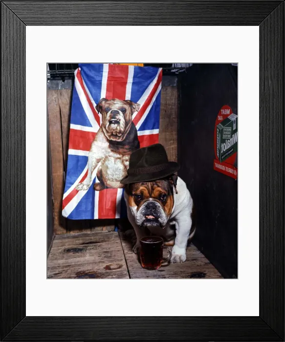 Framed Print : British bull dog Jasper and owned by Frey Foy with a pint of ale at the Manchester Dog Framed Print : British bull dog Jasper and owned by Frey Foy with a pint of ale at the Manchester Dog