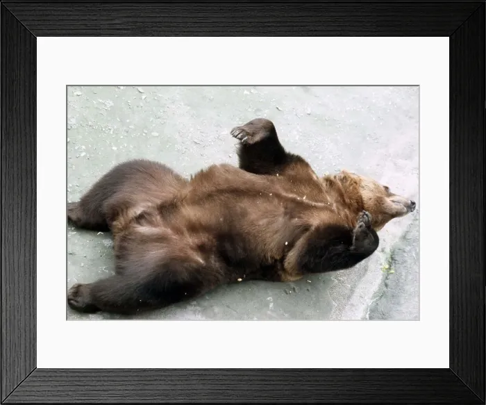 Framed Print : Brown Bear at London Zoo - March 1984 Framed Print : Brown Bear at London Zoo - March 1984
