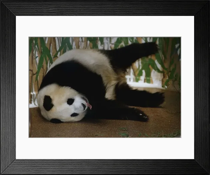 Framed Print : Animals Pandas August 1993 Framed Print : Animals Pandas August 1993