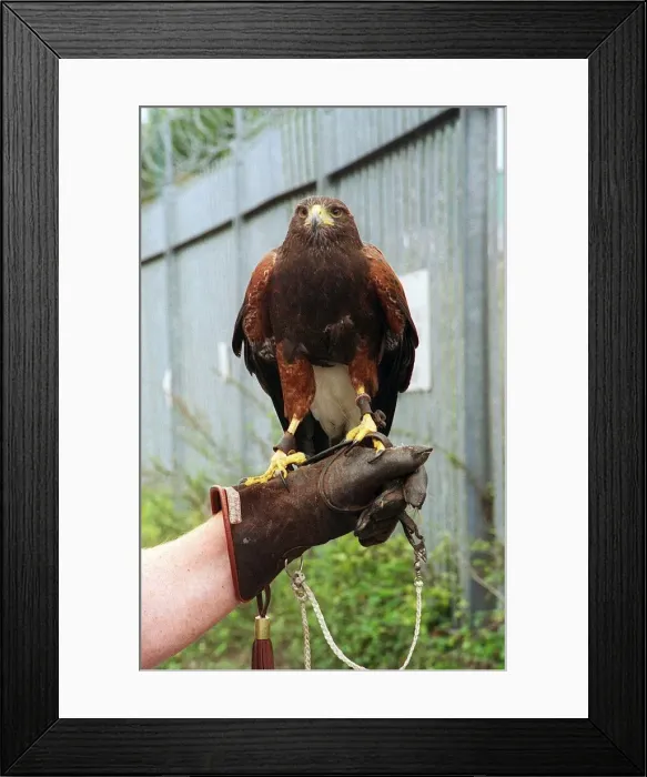 Framed Print : Birds Birds of Prey Harris Hawk September 1998 used to scare the pigeons at Mirror colour Framed Print : Birds Birds of Prey Harris Hawk September 1998 used to scare the pigeons at Mirror colour