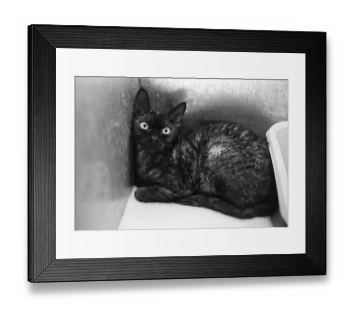 Framed Print : The National Cat Club Championship Show 1984 at Olympia December 1984 Framed Print : The National Cat Club Championship Show 1984 at Olympia December 1984