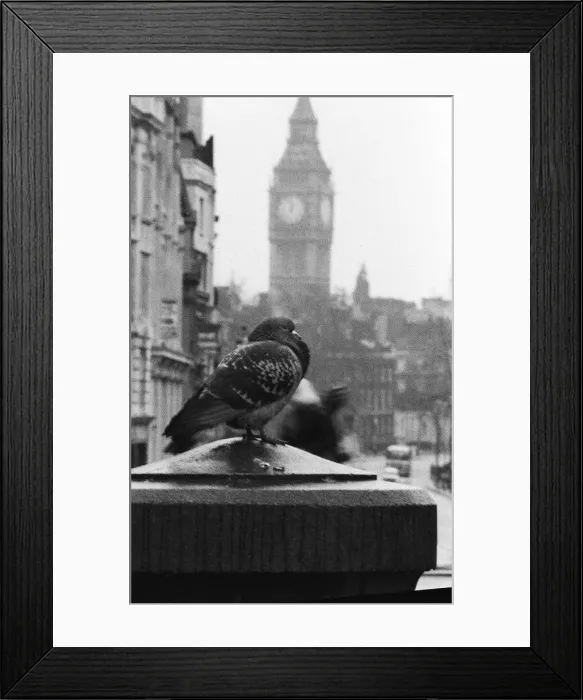 Framed Print : Birds Pigeon in Trafalgar Square, London 1978