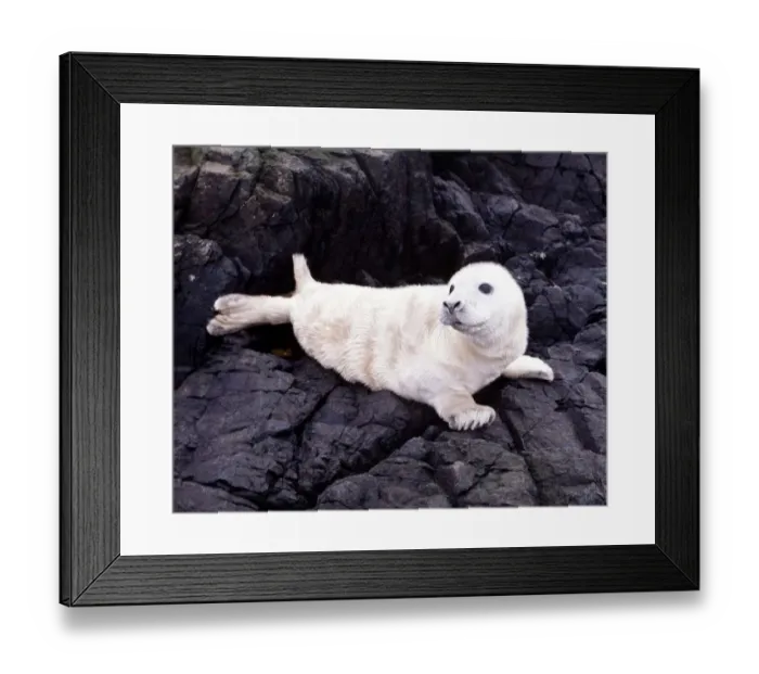 Framed Print : Seals on the Farne Island off the Northumberland coast in Northern England November 1972