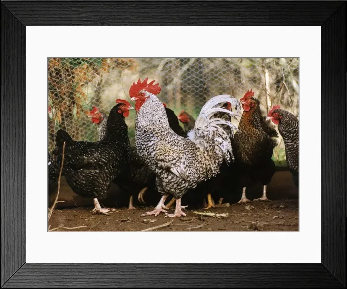 Framed Print : Corky The Cockerel with other chickens Witness in a noise nusiance case in North Devon Framed Print : Corky The Cockerel with other chickens Witness in a noise nusiance case in North Devon