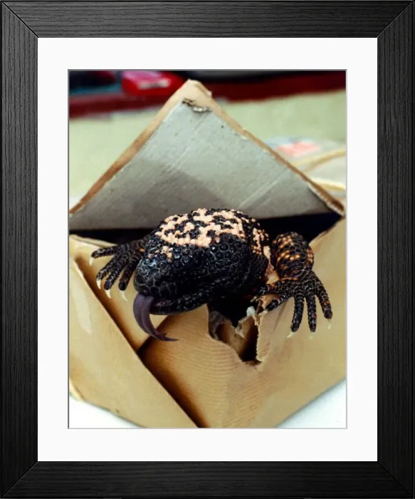 Framed Print : A Gila Monster from Mexico, creeping out of a cardboard box February 1989 Framed Print : A Gila Monster from Mexico, creeping out of a cardboard box February 1989