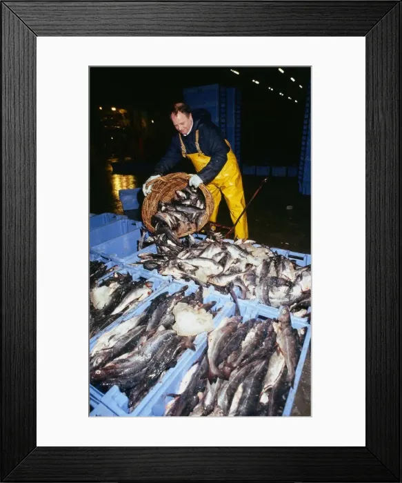 Framed Print : Fishing Industry fisherman wearing yellow overalls April 1989 emptying basket of fish