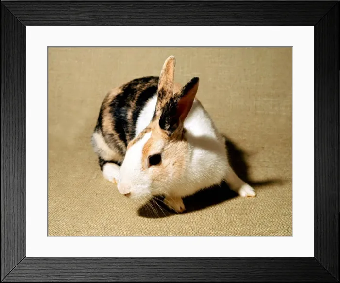 Framed Print : Harlequin Rabbit February 1989 A©Mirrorpix Framed Print : Harlequin Rabbit February 1989 A©Mirrorpix
