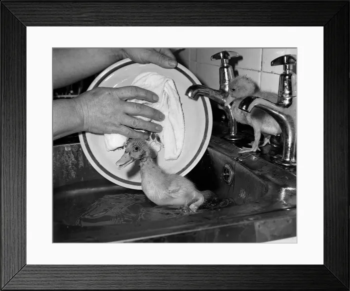 Framed Print : Animals Birds Ducks Ducklings January 1984 These two ducklings are lucky to be Framed Print : Animals Birds Ducks Ducklings January 1984 These two ducklings are lucky to be
