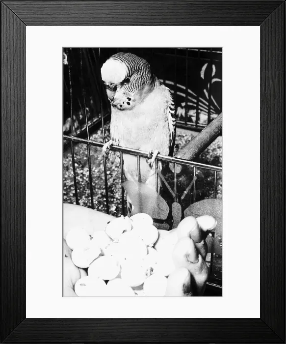 Framed Print : Josephine the Budgie with eggs 1970 Framed Print : Josephine the Budgie with eggs 1970