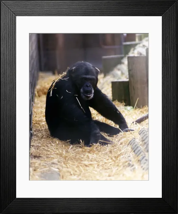 Framed Print : Animals - Chimpanzees Chimps Framed Print : Animals - Chimpanzees Chimps