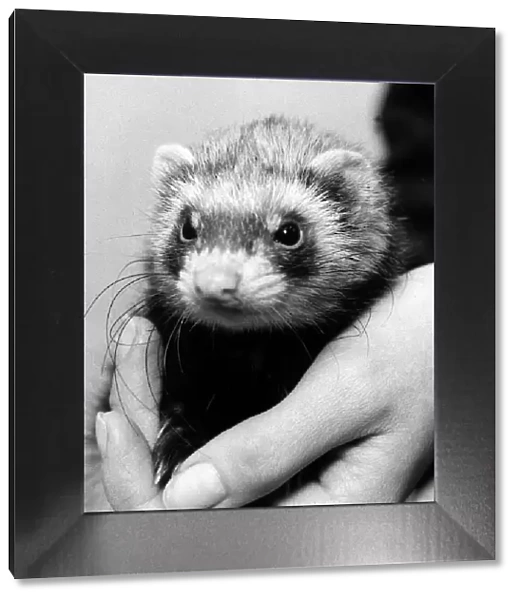 Polecat ferret found in South London December 1974 Being held by a vet